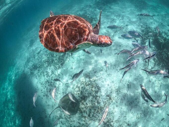 Playa Del Carmen/Tulum: Akumal Beach With Turtle Snorkeling - Frequently Asked Questions