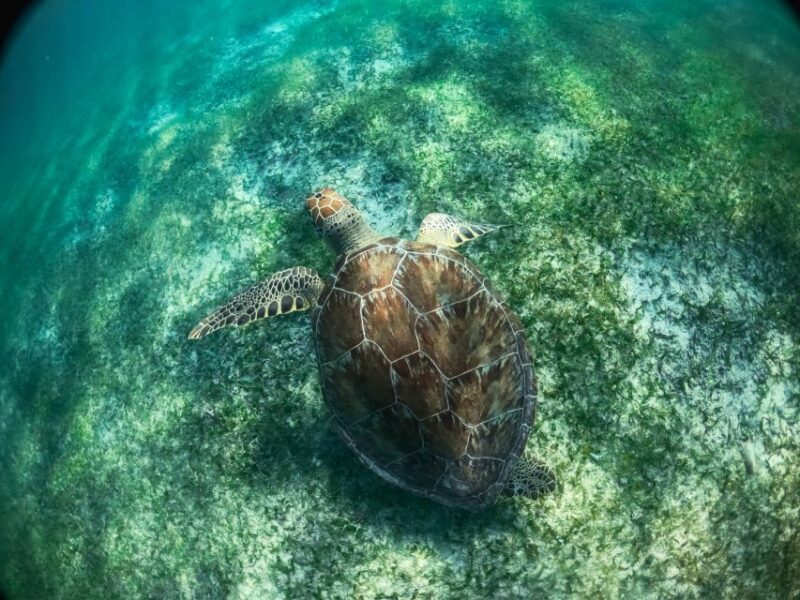 Playa Del Carmen: Tulum Ruins, Snorkeling, and Cenotes Tour - Key Points