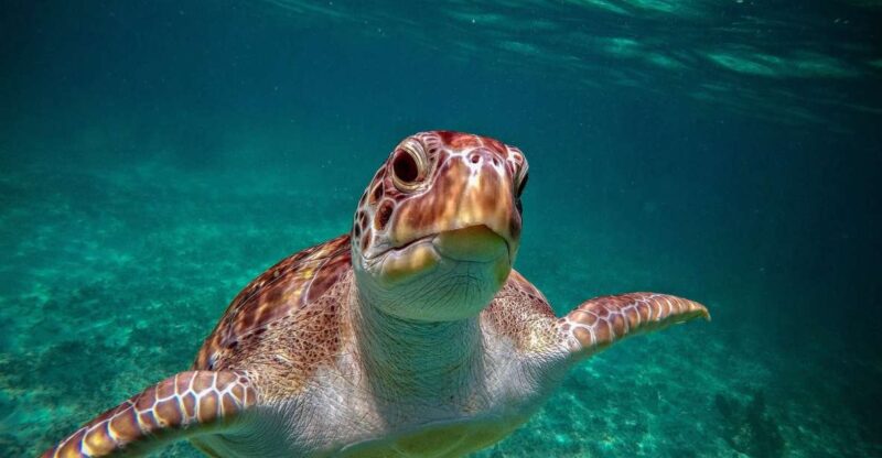 Playa Del Carmen: Tulum Ruins, Snorkeling, and Cenotes Tour - Itinerary and Activities