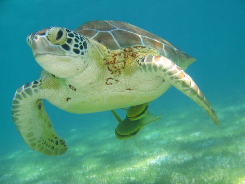 Playa Del Carmen: Tulum Ruins, Snorkeling, and Cenotes Tour - Tulum Ruins Exploration