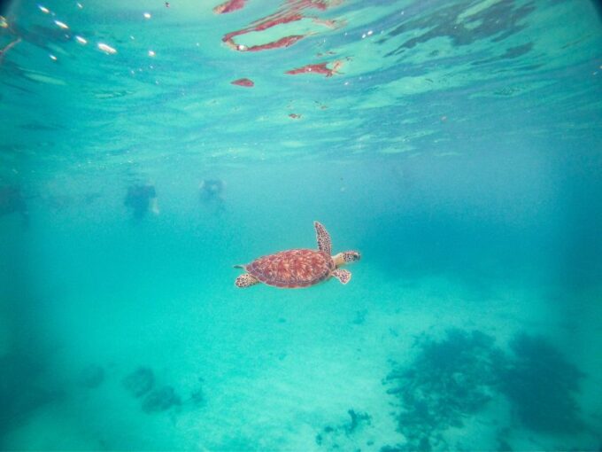 Playa Del Carmen: Tulum Ruins, Snorkeling, and Cenotes Tour - Cenote Pool Exploration