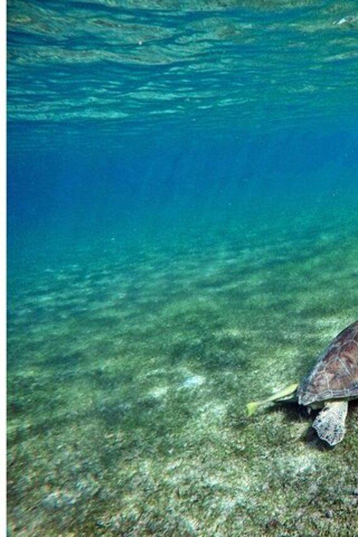 Playa Del Carmen: Tulum Ruins, Turtle Sitghseeing and Cenote - Key Points