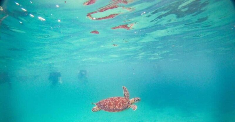 Playa Del Carmen: Tulum Ruins, Turtle Sitghseeing and Cenote - Transportation and Logistics
