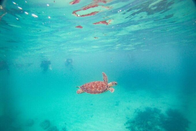 Playa Del Carmen: Tulum Ruins, Turtle Sitghseeing and Cenote - Cenote Swimming Adventure