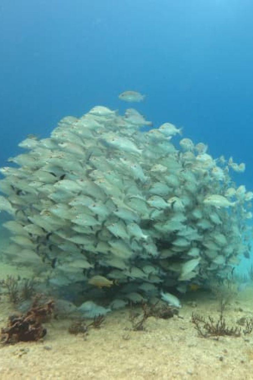 Playa Del Carmen: Two Reefs Dives - Key Points