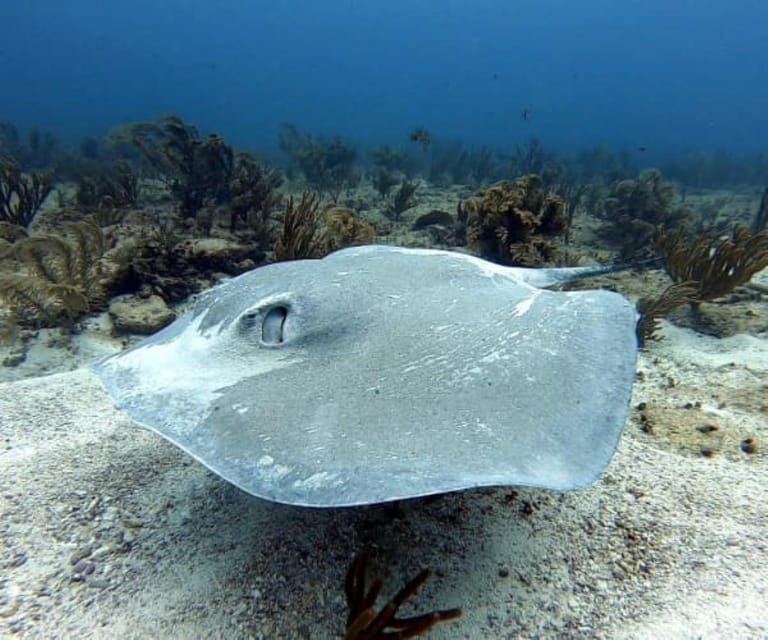 Playa Del Carmen: Two Reefs Dives - Booking Information