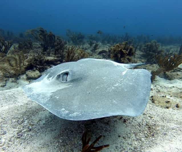 Playa Del Carmen: Two Reefs Dives - Safety and Requirements