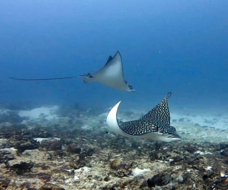 Playa Del Carmen: Two Reefs Dives - Frequently Asked Questions