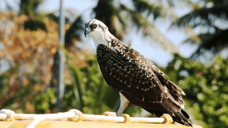Playa Del Carmen: Visiting Isla Contoy and Isla Mujeres - Included Services