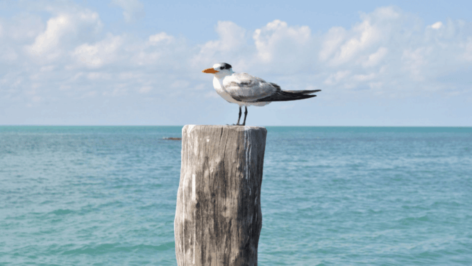 Playa Del Carmen: Visiting Isla Contoy and Isla Mujeres - Contoy Island Activities