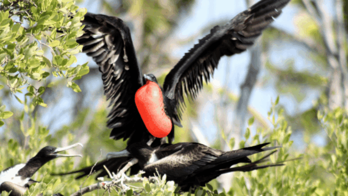 Playa Del Carmen: Visiting Isla Contoy and Isla Mujeres - Additional Considerations