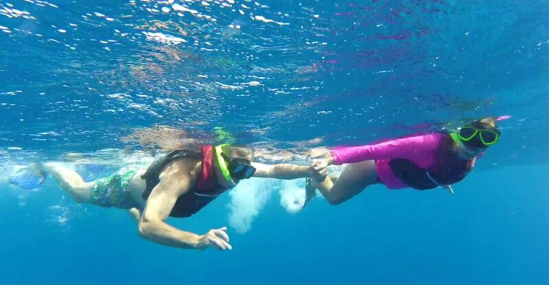 Playa Del Carmen: Whale Shark Tour - Key Points