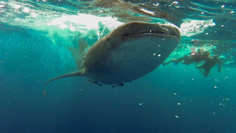 Playa Del Carmen: Whale Shark Tour - Itinerary and Experience