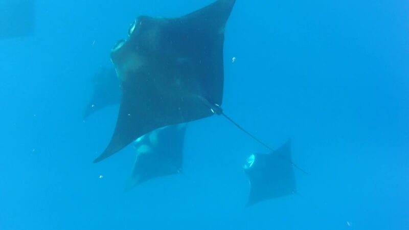 Playa Del Carmen: Whale Shark Tour - Safety and Conditions