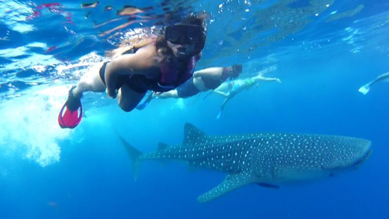 Playa Del Carmen: Whale Shark Tour - Booking and Cancellation