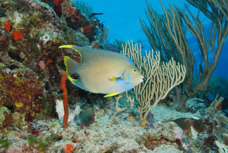 Playa Del Carmen Yalku Inlet & 2 Cenotes! Snorkel and Buffet - Experience Highlights