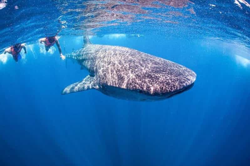 Playa Del Carmen:Whale Shark Experience in the Caribbean Sea - Itinerary and Transportation