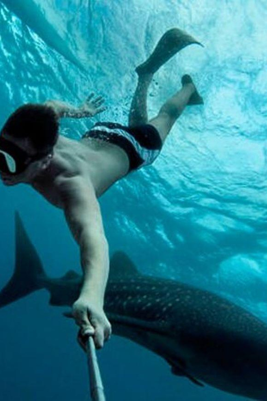 Playa Del Carmen:Whale Shark Experience in the Caribbean Sea - Tour Highlights