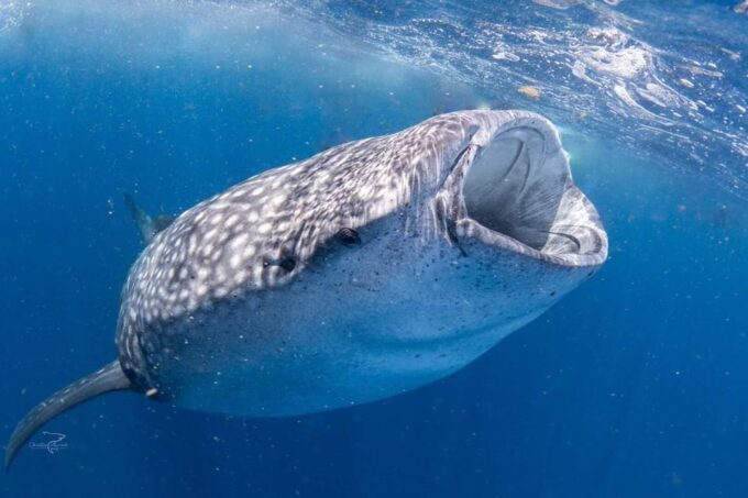 Playa Del Carmen:Whale Shark Experience in the Caribbean Sea - Frequently Asked Questions