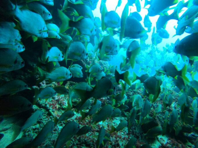 Playa Del Ingles: Discover Scuba Diving - Free Transfers - Frequently Asked Questions