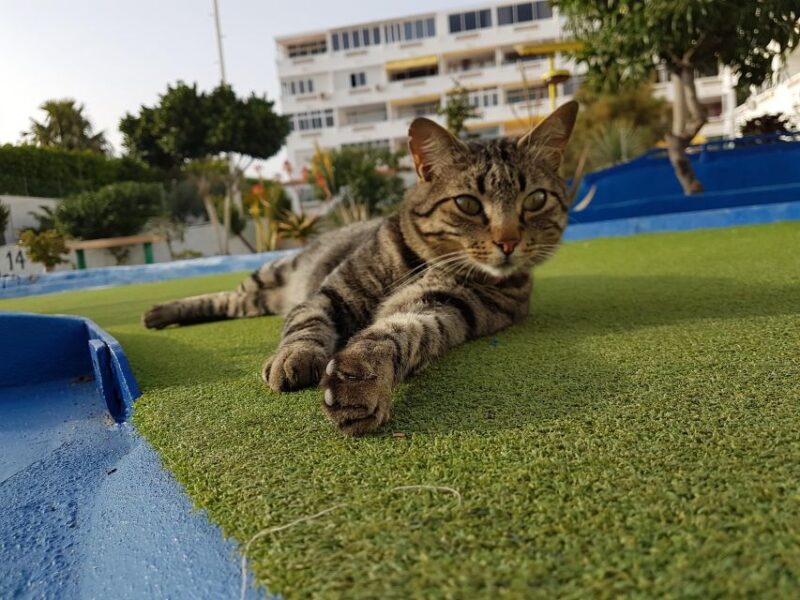 Playa Del Inglés: Minigolf Taidia - Directions