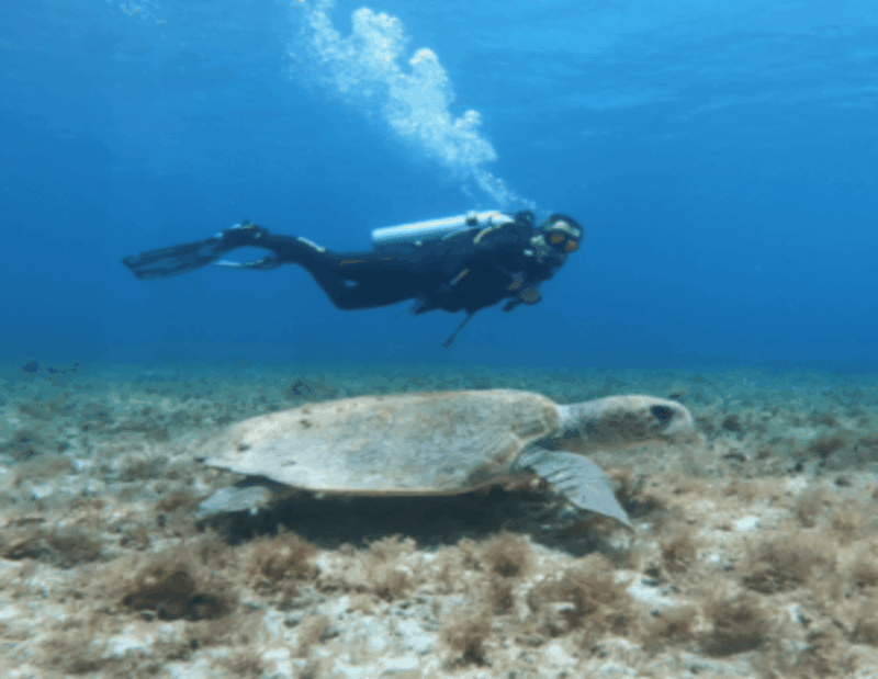 Playa: Diving Local Reef - Diving Locations