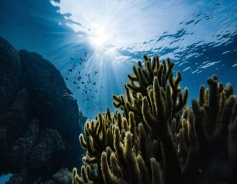 Playa: Diving Local Reef - Frequently Asked Questions