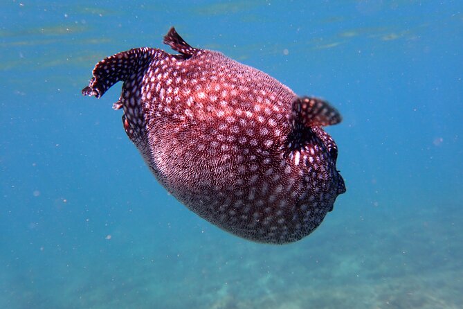 Playa Samara Ocean Kayak and Snorkeling - Schedule and Accessibility