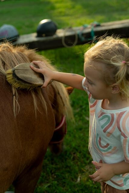 Playful Activities With Animals - Overview of Playful Animal Activities