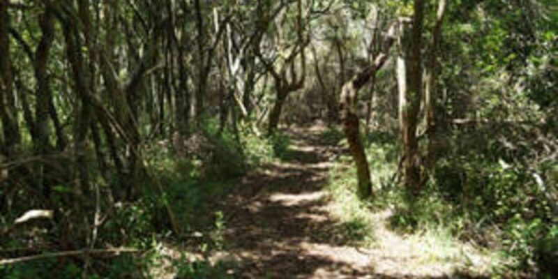 Plettenberg: 2H Zipline Tour - Educational Insights