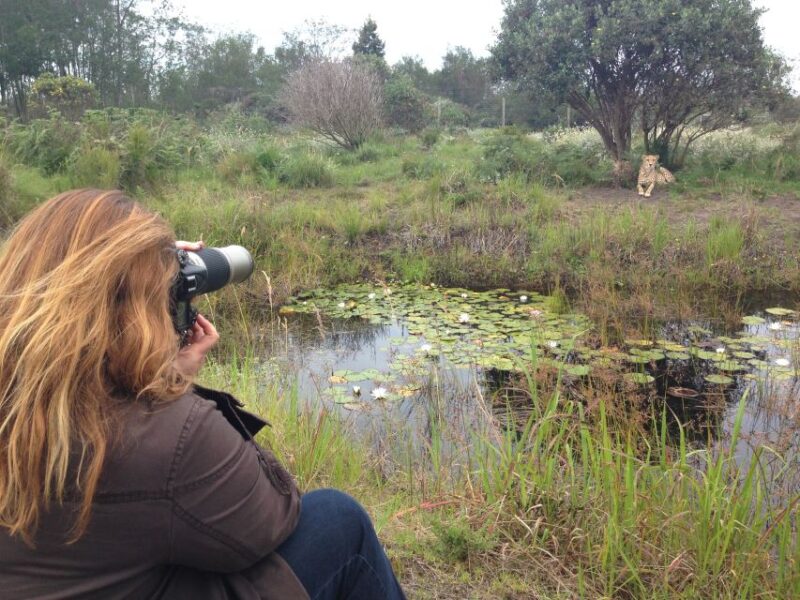 Plettenberg Bay: Cats in Conservation Full Day Tour - Key Points