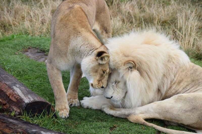 Plettenberg Bay: Cats in Conservation Full Day Tour - Safety and Requirements
