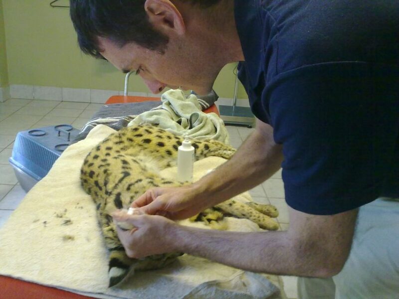 Plettenberg Bay: Cats in Conservation Full Day Tour - Midday Break