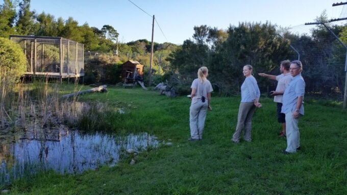 Plettenberg Bay: Cats in Conservation Full Day Tour - Afternoon Activities