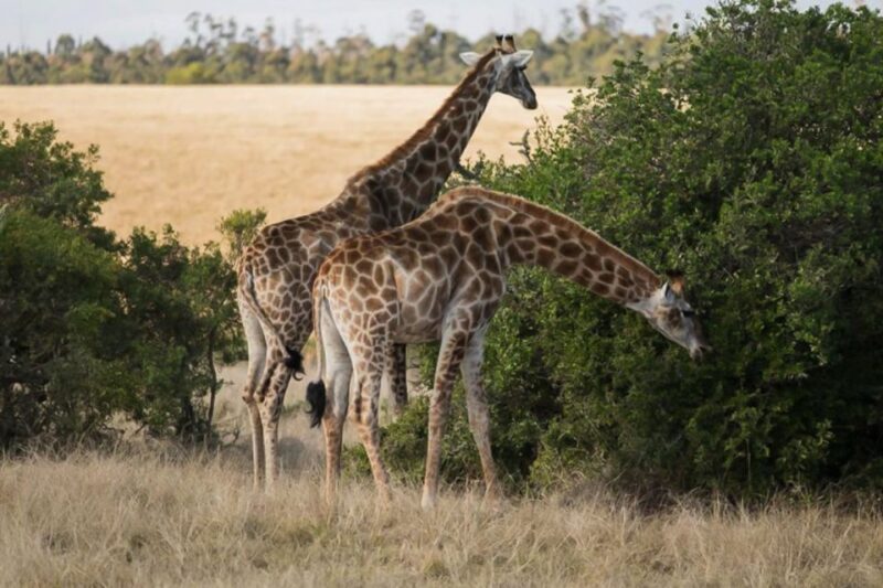 Plettenberg Bay Game Reserve: 2-Hour Game Drive - Wildlife Sightings to Expect