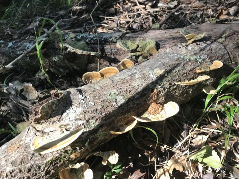 Plettenberg Bay: Guided Forest Walk and Wildlife Tour - Key Points