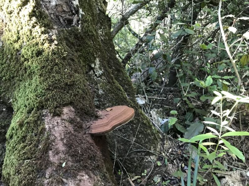 Plettenberg Bay: Guided Forest Walk and Wildlife Tour - Itinerary Overview