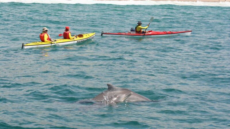 Plettenberg Bay: Guided Sea Kayak Tour - Key Points
