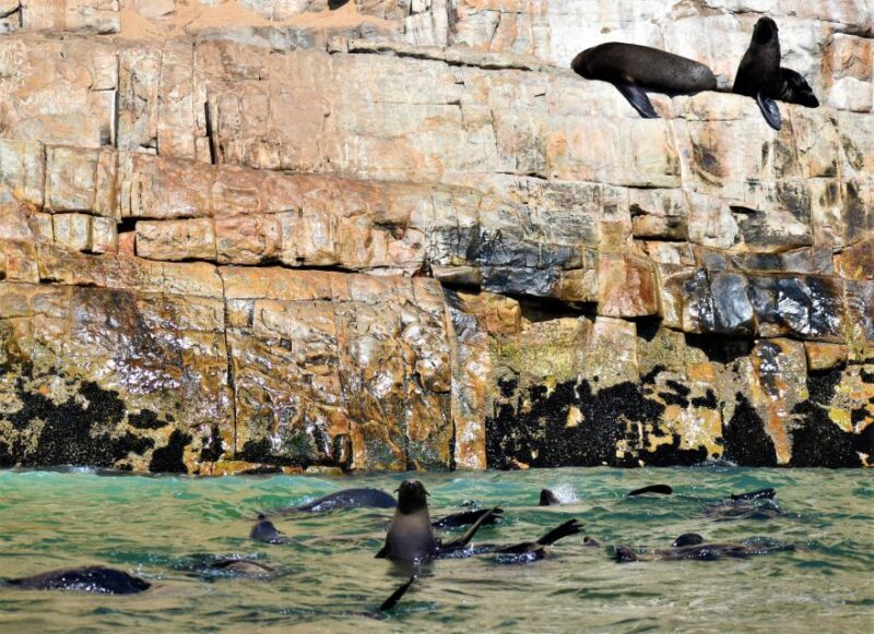 Plettenberg Bay: Seal Colony Viewing Excursion - Included in the Excursion
