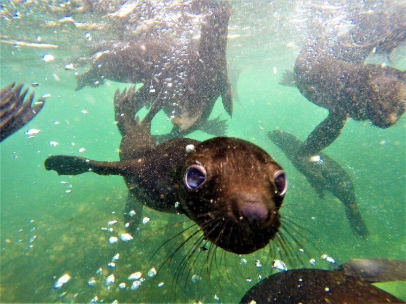 Plettenberg Bay: Seal Colony Viewing Excursion - Knowledgeable Guides