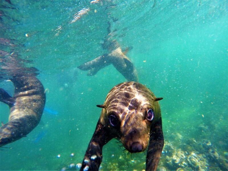 Plettenberg Bay: Seal Colony Viewing Excursion - Accessibility