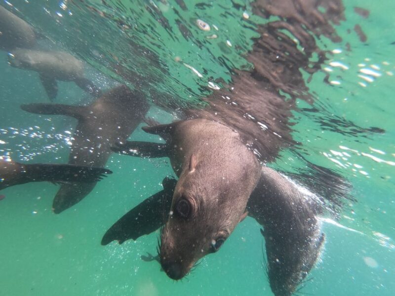 Plettenberg Bay: Seal Swimming Experience - Key Points