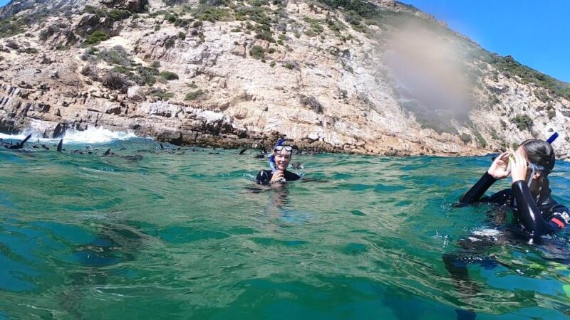 Plettenberg Bay: Seal Swimming Experience - Highlights of the Adventure