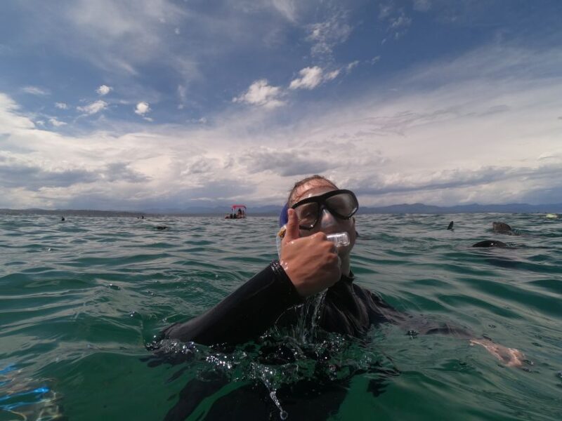 Plettenberg Bay: Seal Swimming Experience - Swimming With the Seals