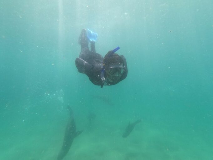 Plettenberg Bay: Seal Swimming Experience - Meeting Point and Location