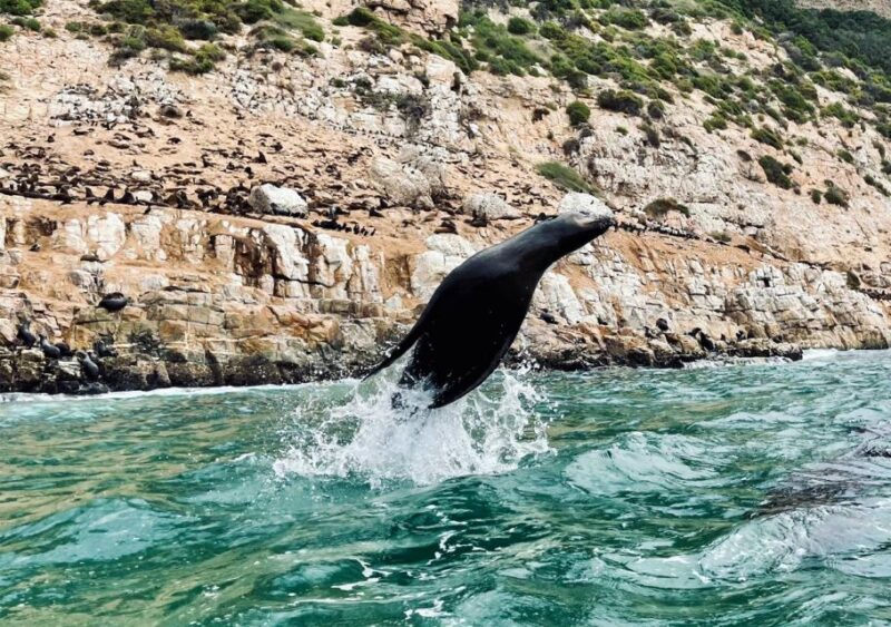 Plettenberg Bay: Seal Viewing Boat Trip - Key Points