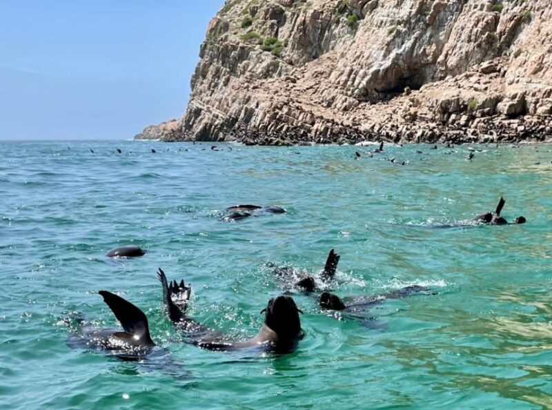 Plettenberg Bay: Seal Viewing Boat Trip - Cancellation and Payment Policy
