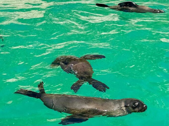 Plettenberg Bay: Seal Viewing Boat Trip - Meeting Point and Accessibility