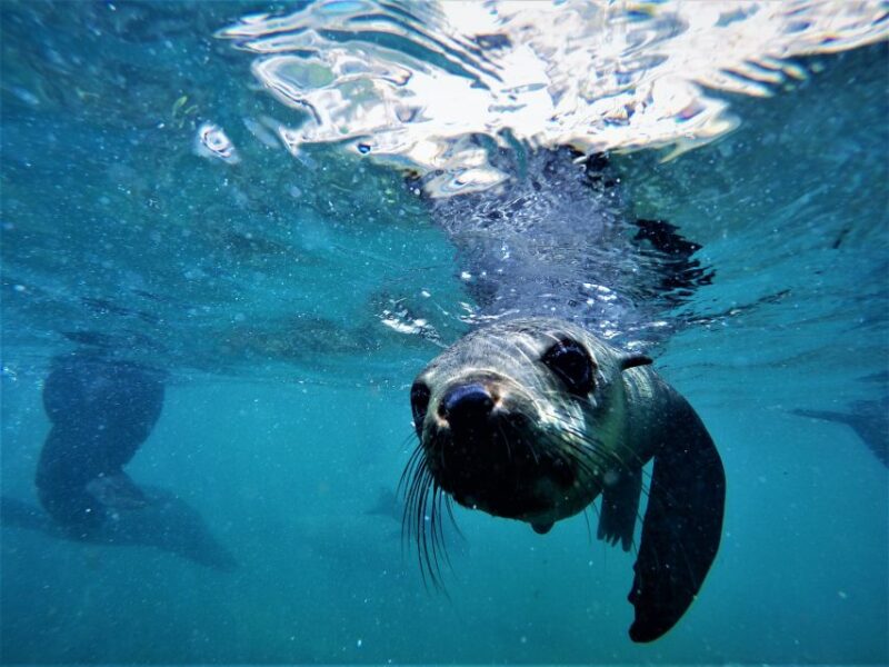 Plettenberg Bay: Swim With Seals - Key Points