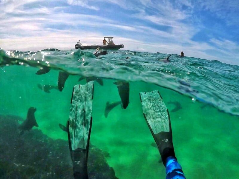 Plettenberg Bay: Swim With Seals - Booking and Cancellation